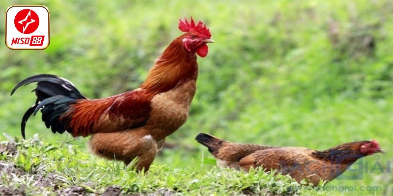 cach-nuoi-ga-tang-can-nhanh