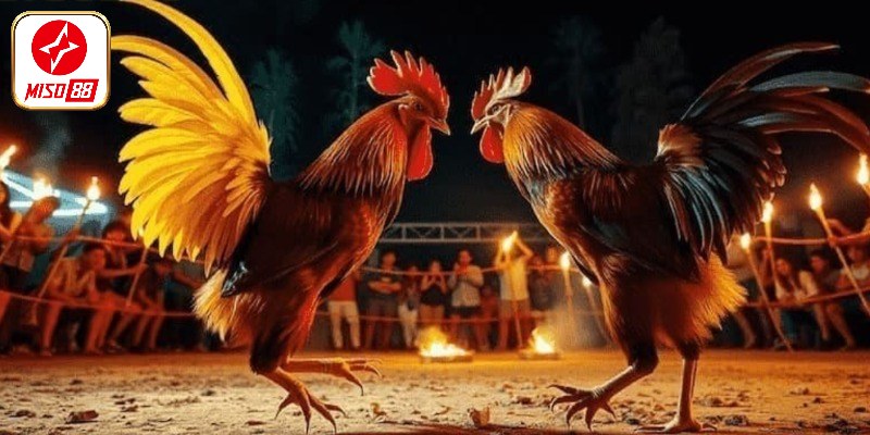 Cách nuôi gà tăng cân nhanh với chế độ dinh dưỡng