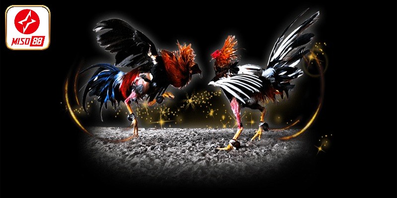 Chế độ luyện tập khi nuôi gà