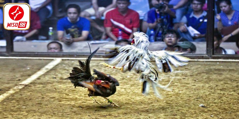 Đá gà trực tuyến tại Miso88