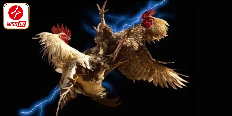 Lưu ý nuôi gà tăng cân nhanh