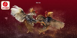 Mẹo Chơi Đá Gà Trực Tuyến Đảm Bảo Thắng 99% Từ Cao Thủ