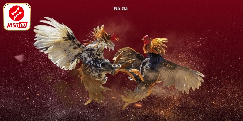 Mẹo Chơi Đá Gà Trực Tuyến Đảm Bảo Thắng 99% Từ Cao Thủ