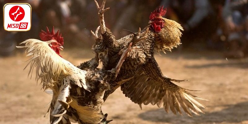 Nên đánh giá phong độ của mỗi chiến kê tham gia thi đấu